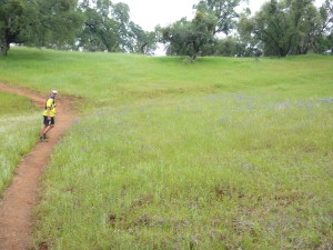 Wild flowers!