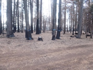 Fires have destroyed the trees