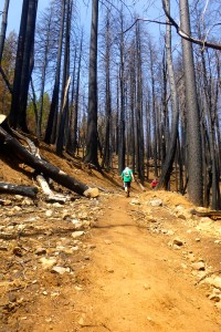 Burned trees = exposed trails