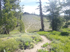 The trail leading from the vista point. 