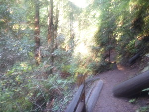 Over the logs in the middle of the trail. 