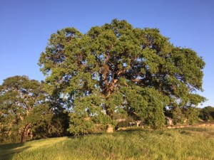 Happy Trees