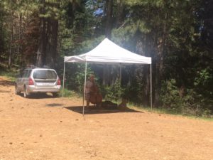 Random guy playing the cello out near Deadwood Cemetery. 