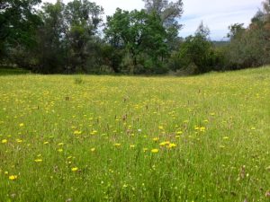 The meadow in Cool