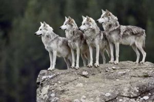 wolfpack