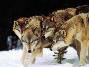 wolfpack-2